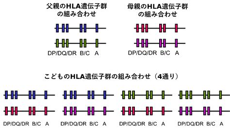 hla遺伝子 キス|HLAとは 